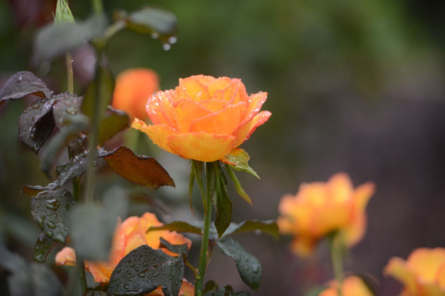 Flowers 1.jpg